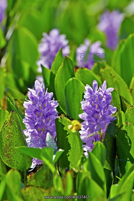: Common Water Hyacinth Pantanal area Mato Grosso : Common Water Hyacinth Pantanal area Mato Grosso