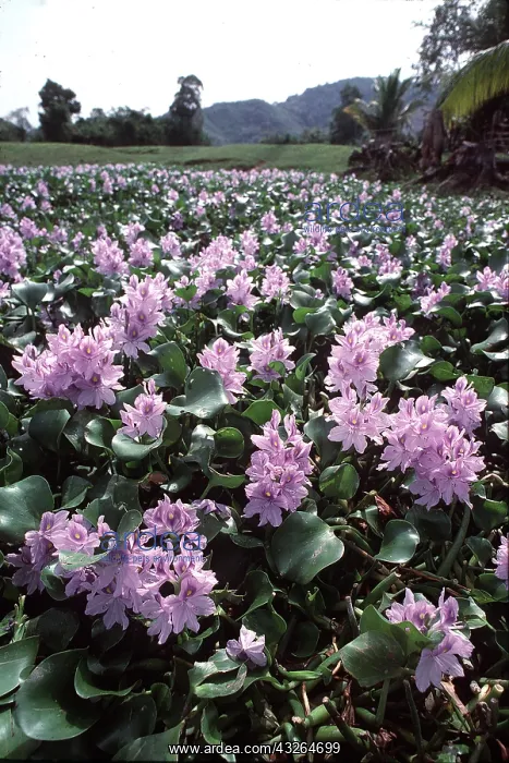 : Common WATER HYACINTH - Purple flowers : Common WATER HYACINTH - Purple flowers