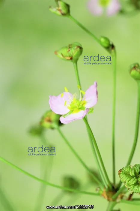 : Common Water Plantain : Common Water Plantain