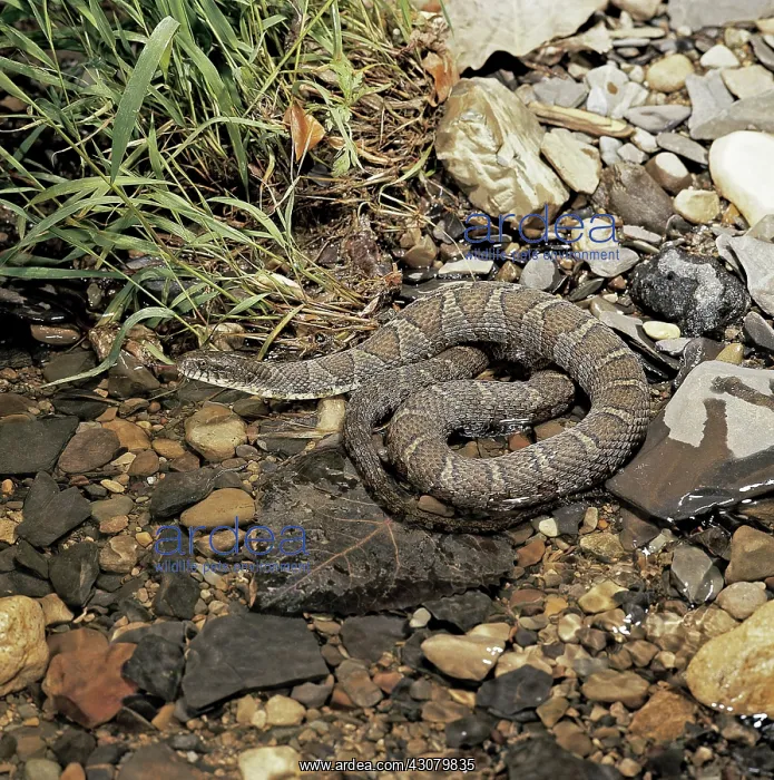 : Common Water Snake : Common Water Snake