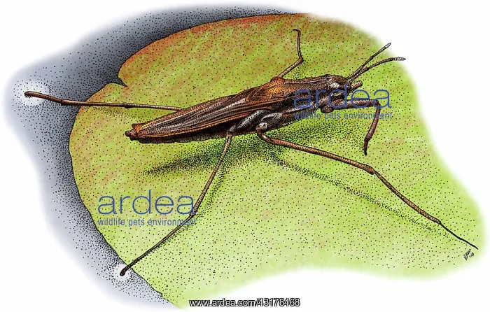  : Common Water Strider
