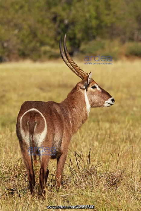 : Common Waterbuck : Common Waterbuck