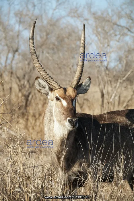 : Common Waterbuck : Common Waterbuck