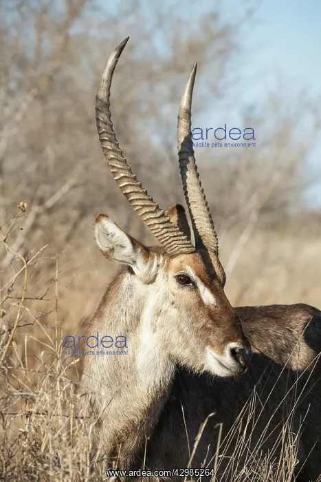 : Common Waterbuck : Common Waterbuck