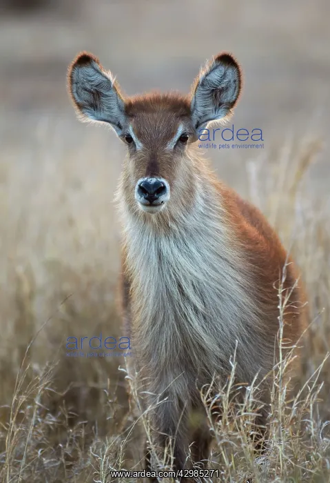 : Common Waterbuck : Common Waterbuck