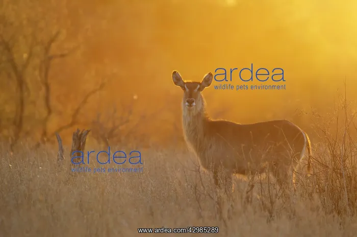 : Common Waterbuck : Common Waterbuck