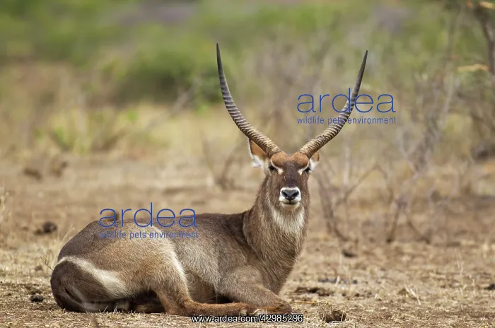 : Common Waterbuck : Common Waterbuck