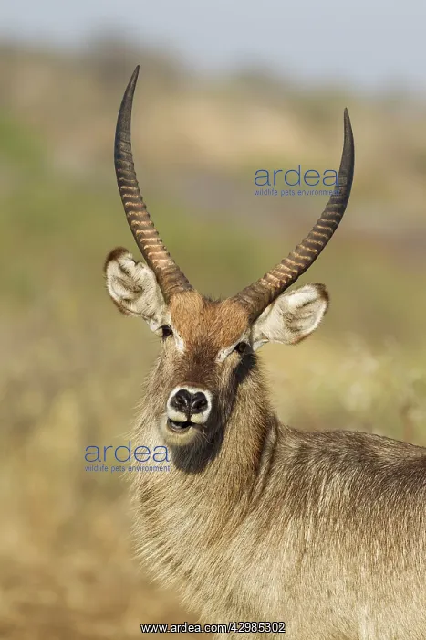  : Common Waterbuck