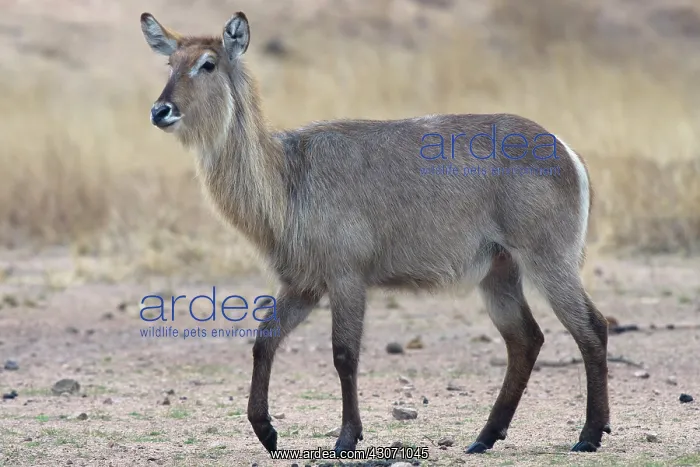 : Common Waterbuck : Common Waterbuck