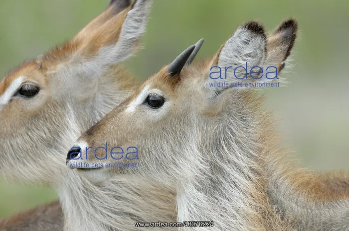 : Common Waterbuck : Common Waterbuck