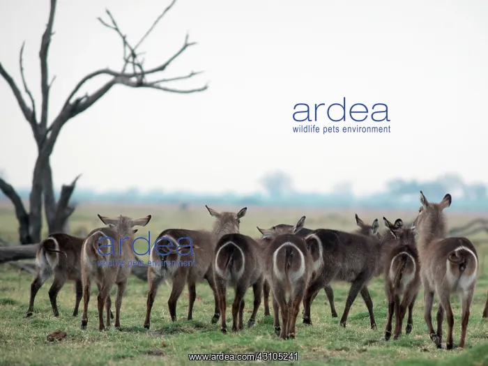 : Common Waterbuck : Common Waterbuck