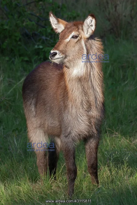 : Common Waterbuck : Common Waterbuck