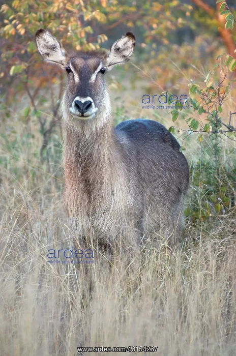 : Common Waterbuck : Common Waterbuck