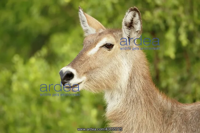 : Common Waterbuck : Common Waterbuck