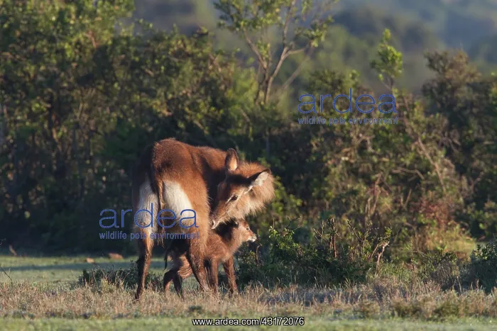 : Common Waterbuck : Common Waterbuck
