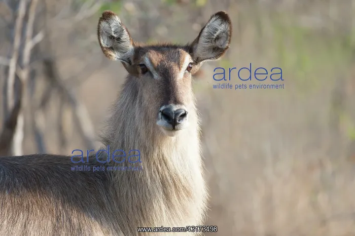: Common Waterbuck : Common Waterbuck