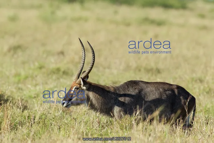: Common Waterbuck : Common Waterbuck