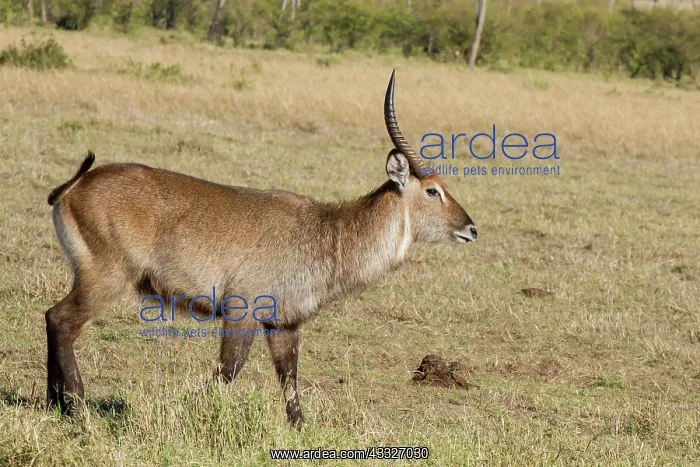 : Common Waterbuck : Common Waterbuck