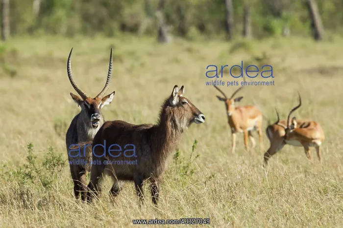 : Common Waterbuck : Common Waterbuck