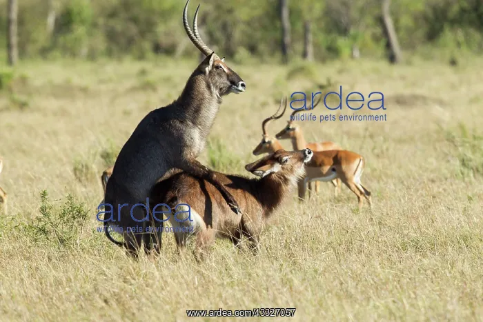 : Common Waterbuck : Common Waterbuck