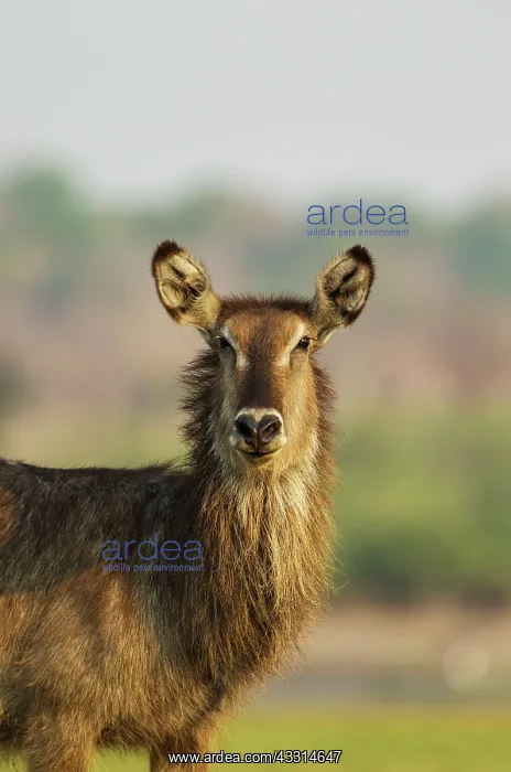 : Common Waterbuck - cow : Common Waterbuck - cow