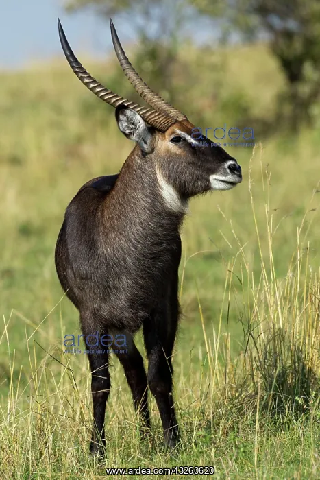 : Common Waterbuck, Maasai Mara, Kenya : Common Waterbuck, Maasai Mara, Kenya