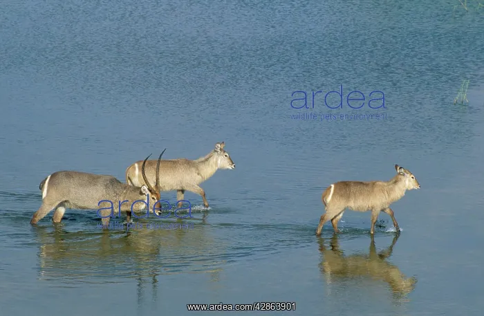 : Common Waterbuck - male (with horns) and two females : Common Waterbuck - male (with horns) and two females