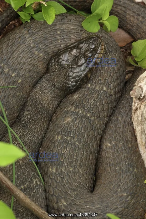 : common watersnake (Nerodia sipedon), Maryland : common watersnake (Nerodia sipedon), Maryland