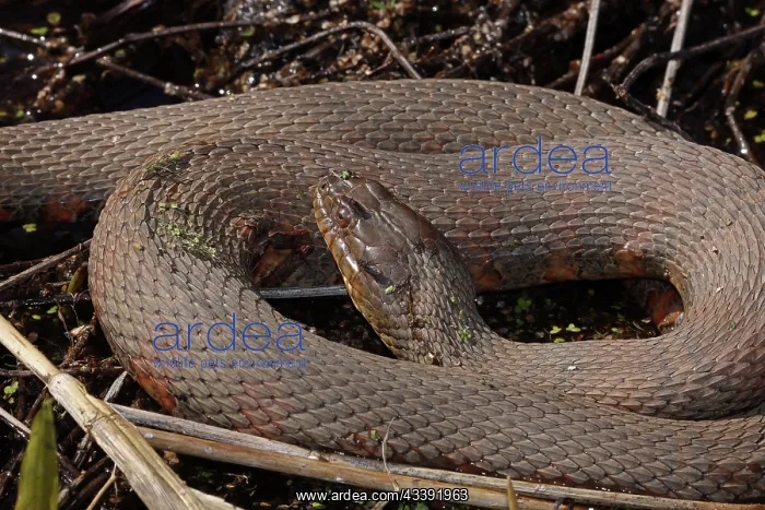 : common watersnake (Nerodia sipedon), Maryland : common watersnake (Nerodia sipedon), Maryland