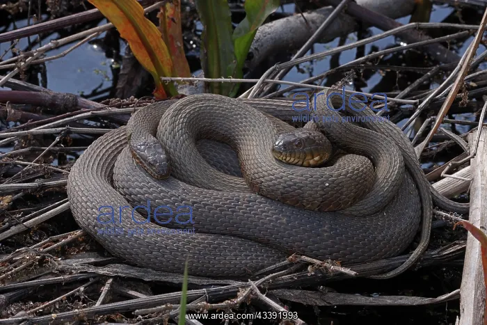 : common watersnake (Nerodia sipedon), pair in Spring : common watersnake (Nerodia sipedon), pair in Spring