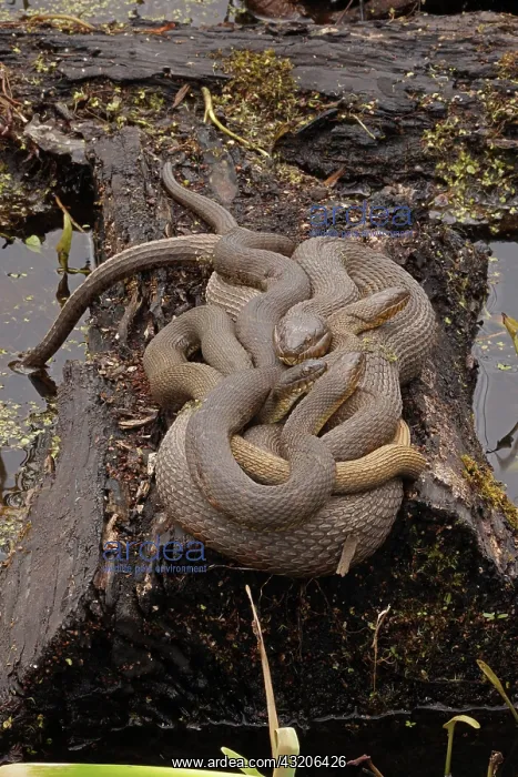 : common watersnakes (Nerodia sipedon), Maryland : common watersnakes (Nerodia sipedon), Maryland