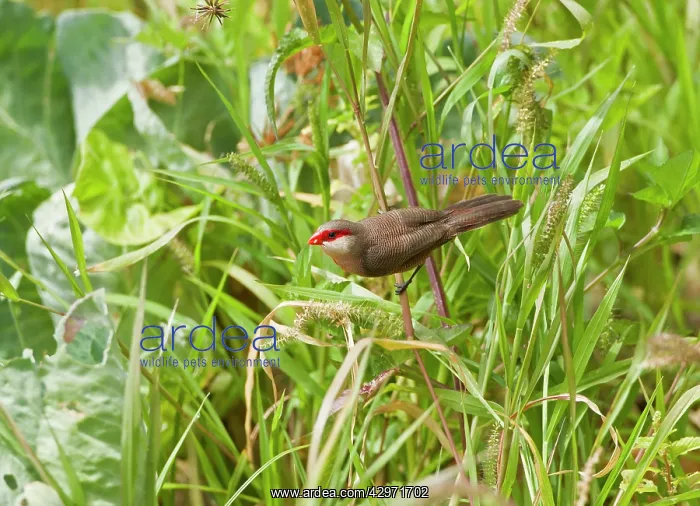  : Common Waxbill - feeding - June