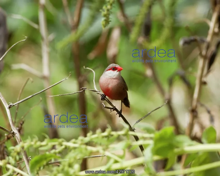 : Common Waxbill - June : Common Waxbill - June