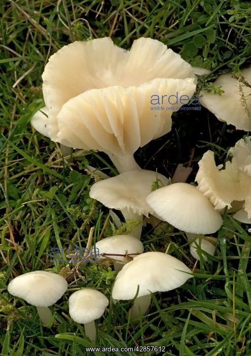 : A common waxcap, in grassland : A common waxcap, in grassland