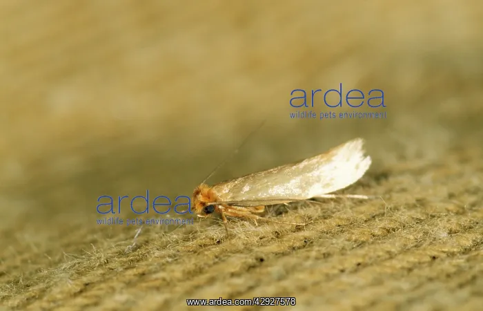 : Common or Webbing Clothes MOTH : Common or Webbing Clothes MOTH