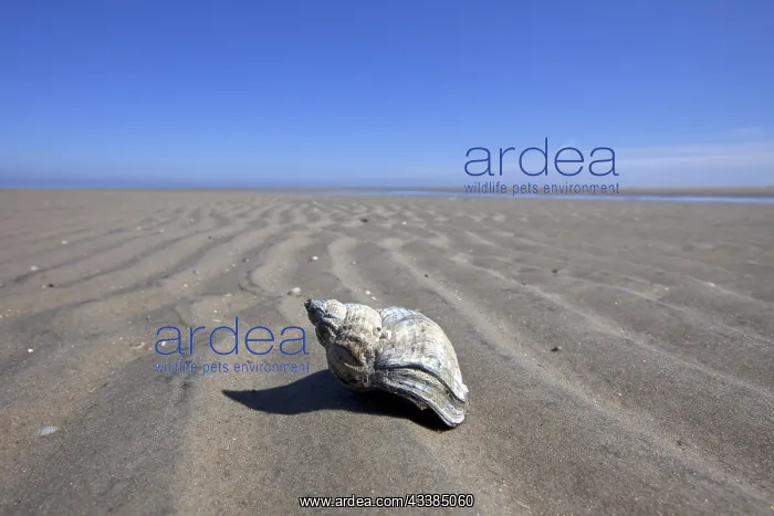  : Common Whelk (Buccinum undatum) on beach, Wadden S