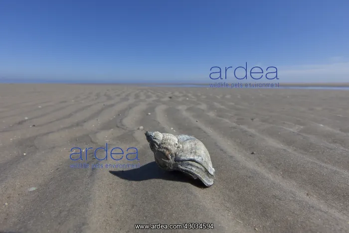  : Common Whelk - empty shell on sand - Germany