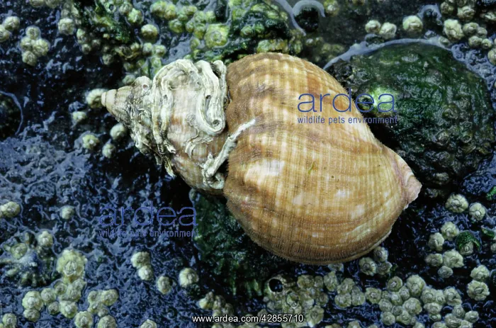 : Common WHELK Shell - with worm tubes on shell : Common WHELK Shell - with worm tubes on shell