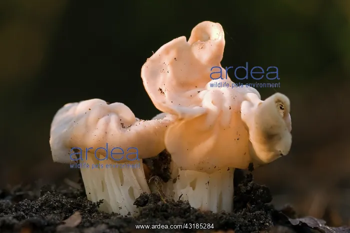 : Common White Helvella : Common White Helvella