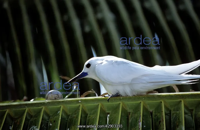: Common White Tern - with egg on palm frond : Common White Tern - with egg on palm frond
