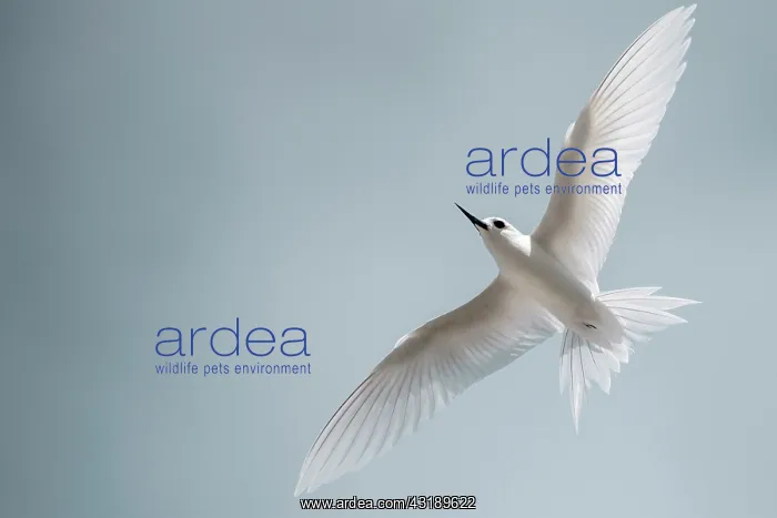 : Common white-tern (Gygis alba) in flight, Fakarava : Common white-tern (Gygis alba) in flight, Fakarava
