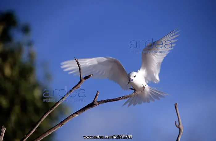  : Common White Tern - landing
