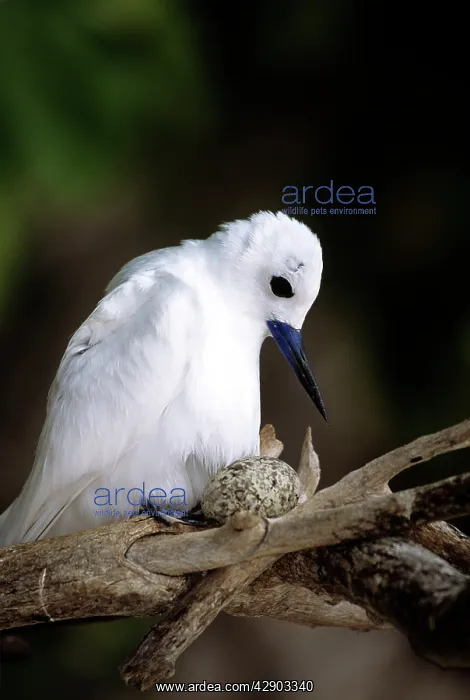 : Common White Tern - moving on top of egg for incubation : Common White Tern - moving on top of egg for incubation