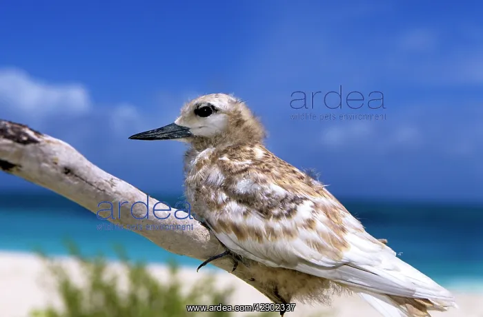 : Common White Tern - young : Common White Tern - young