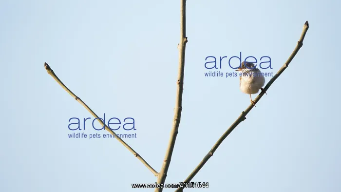 : Common White throat : Common White throat