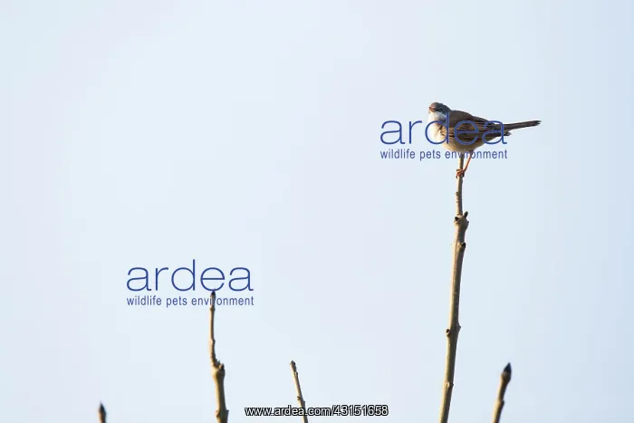 : Common White throat : Common White throat