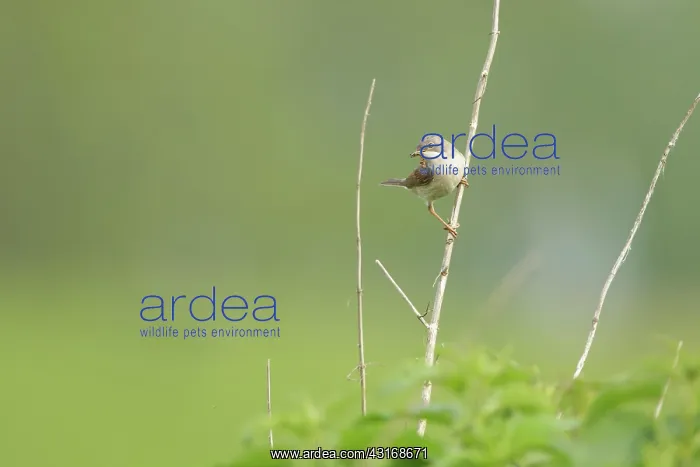 : Common White throat : Common White throat