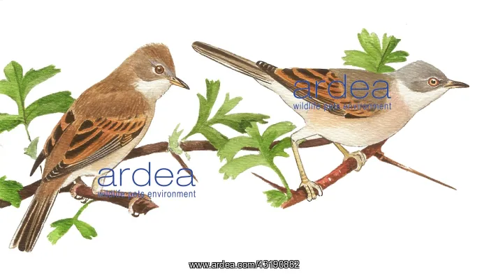 : Common White throat : Common White throat