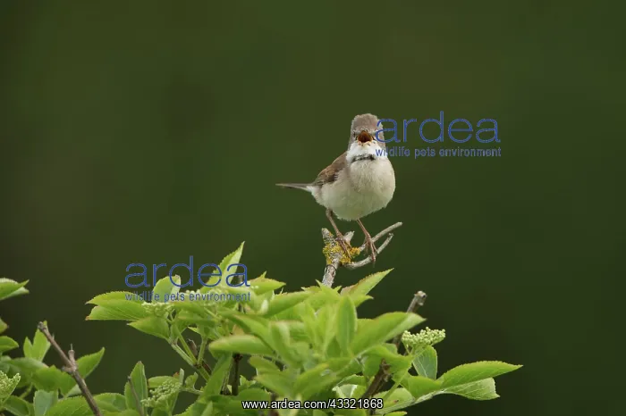 : Common White throat : Common White throat