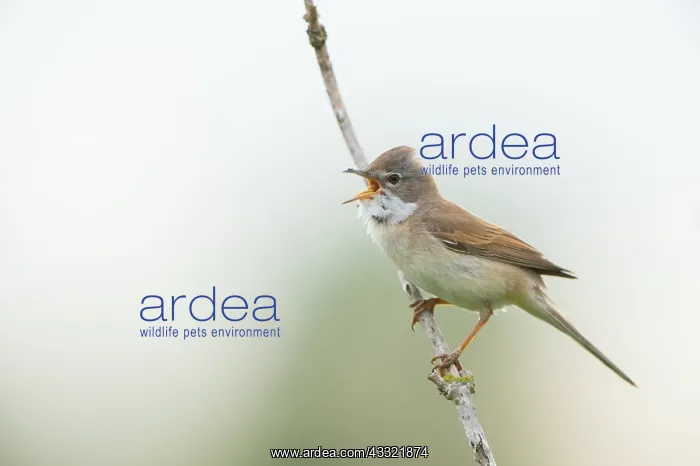 : Common White throat : Common White throat